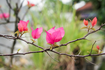 Bougainvillea Blooms In The Garden with a variety of beautiful colors.