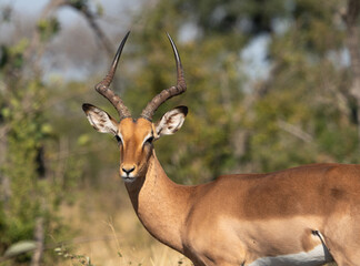 An Impala in the bush at Kruger National Park, South Africa. 
