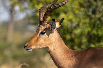 An Impala in the bush at Kruger National Park, South Africa. 