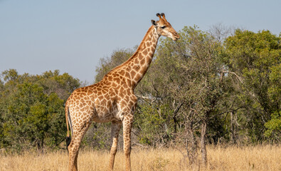Naklejka na ściany i meble A giraffe in South Africa 