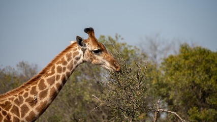 A giraffe in South Africa 