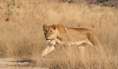Obraz na płótnie Canvas A female lioness is on the prowl looking for game in South Africa. 