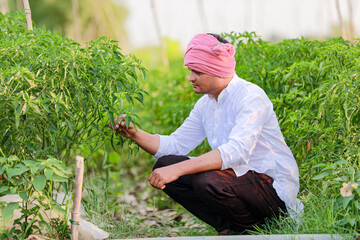 Indian Happy farmer holding green chilli plant, green chilli farming, young farmer