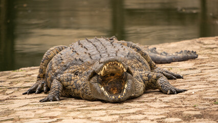 A giant  nile crocodile laying on the bank with it's mouth open. 