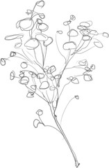 Inflorescence sketch, outline floral botanical illustration