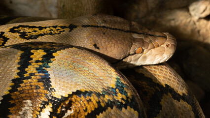A large reticulated Python in close up 