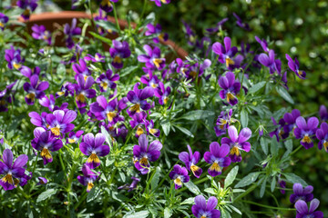 春の花壇に咲く紫色の花（ビオラ）