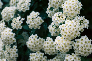 白いコデマリの花