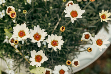 白い花 マーガレット