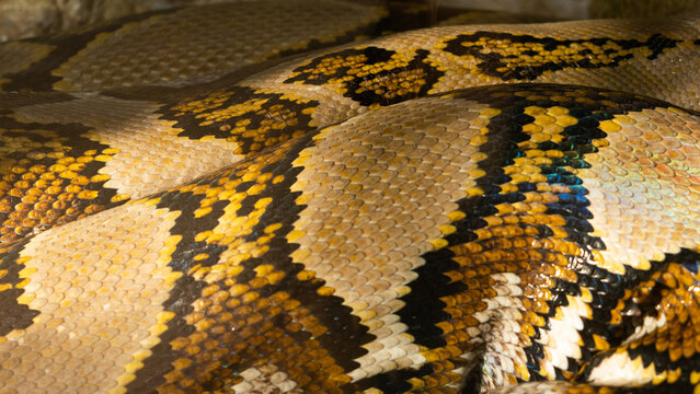 A large reticulated Python in close up 