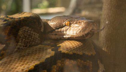 Reticulated Python or Python Reticulates, is coiled up in close up. 