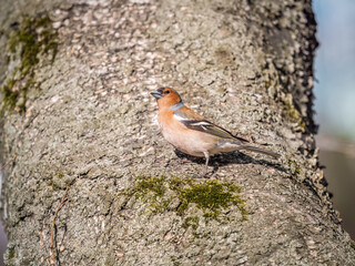 Common chaffinch, Fringilla coelebs, sits on a tree. Common chaffinch in wildlife.