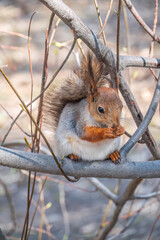 The squirrel with nut sits on a branches in the spring or summer.