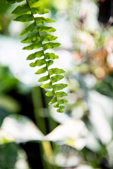 Closeup of fern leaves in the garden