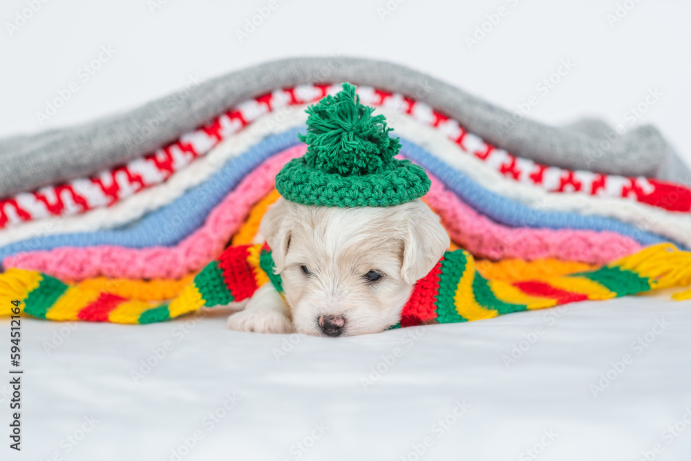 Poster tiny bichon frise puppy wearing tiny cap and warm scarf lying under stack of warm plaids in cold aut