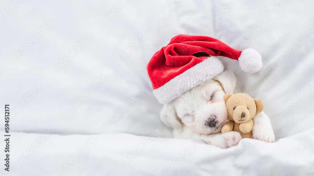 Poster tiny bichon frise puppy wearing red santa hat sleeps with toy bear under white blanket at home. top 