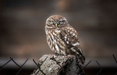 Little owl ( Athene noctua ) close up