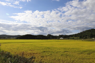 Fototapeta premium 들판