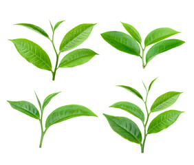 green tea leaf on transparent png
