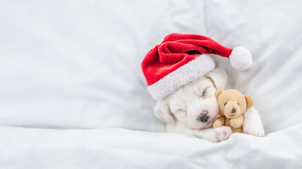 Tiny Bichon Frise puppy wearing red santa hat sleeps with toy bear under white blanket at home. Top...