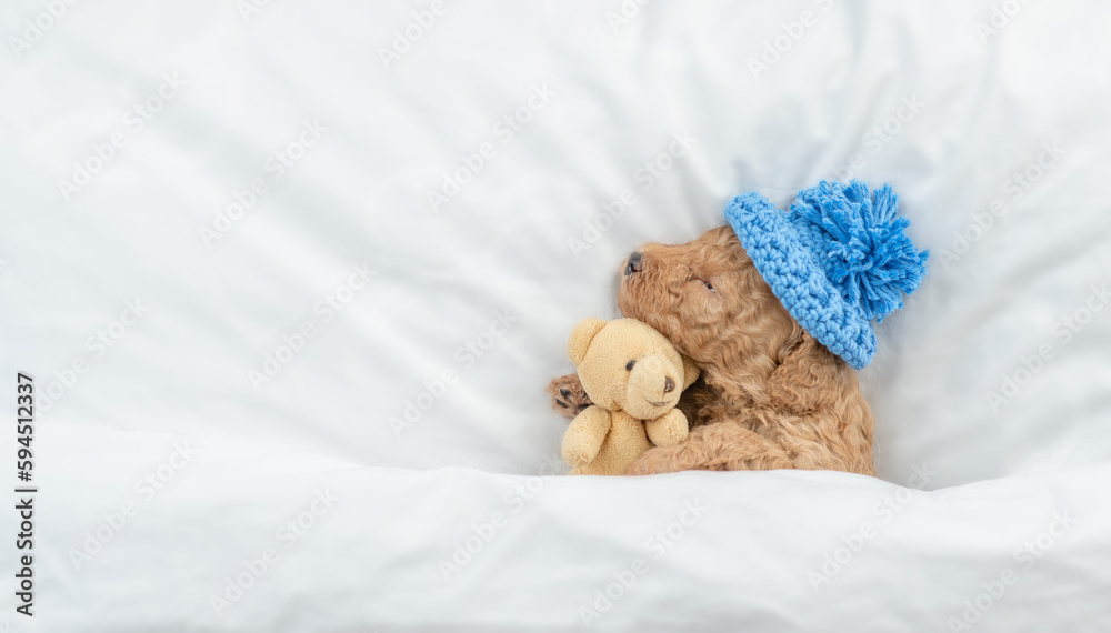 Aufkleber tiny poodle puppy wearing warm hat sleeps under white blanket on a bed at home and hugs favorite toy
