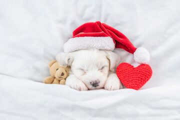 Cute Bichon Frise puppy wearing red santa hat sleeps with toy bear and red heart under white...