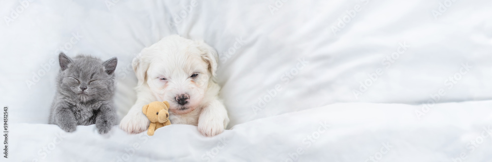 Poster Tiny Bichon Frise puppy and tiny kitten sleeps under  white blanket on a bed at home. Top down view. Empty space for text