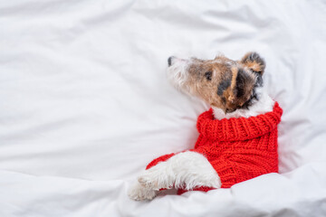 Cute Wire-haired Fox terrier puppy wearing red warm sweater lying on a bed under warm white blanket...