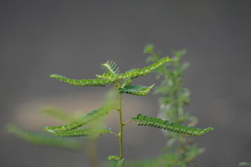 Phyllanthus urinaria (meniran, chamber bitter, gripeweed, shatterstone, stonebreaker, leafflower)...