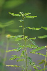 Phyllanthus urinaria (meniran, chamber bitter, gripeweed, shatterstone, stonebreaker, leafflower)...
