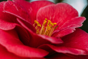 春に咲く花たち