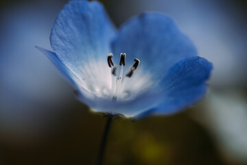 春に咲くネモフィラの花