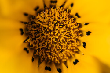 春に咲く花たち