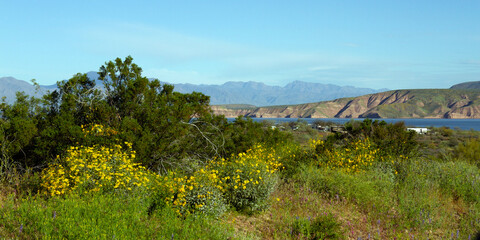 Fototapeta na wymiar Super bloom and high water in spring 2023 along the scenic drive at Theodore Roosevelt Lake