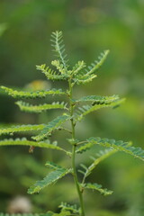 Phyllanthus urinaria (meniran, chamber bitter, gripeweed, shatterstone, stonebreaker, leafflower) with a natural background. The leaves are large at the tip and smaller towards the petiole.