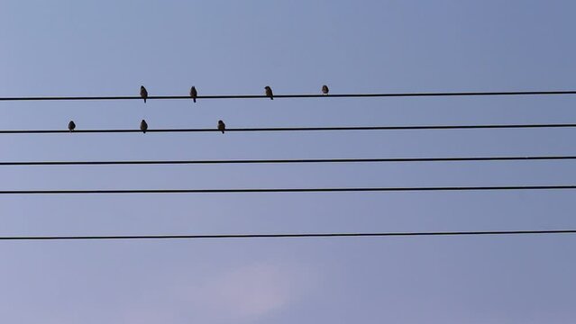 Birds sparrow flock on the electric wire with bright blue sky background