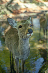 Closeup of Japanese spotted deer on the green field. Japan, Nara Park. Wild animals in the nature