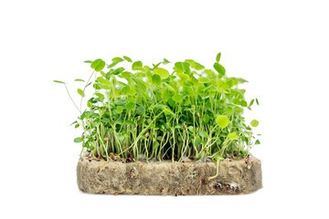 Container with micro clover greens. Health, vitamins, natural food and eco business. Isolated on white background.