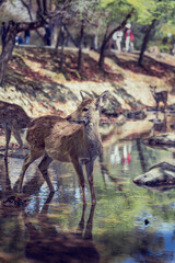 Closeup of Japanese spotted deer on the green field. Spring 2023 Japan, Nara Park. Wild animals in the nature
