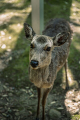 Closeup of Japanese spotted deer on the green field. Spring 2023 Japan, Nara Park. Wild animals in the nature