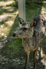 Closeup of Japanese spotted deer on the green field. Spring 2023 Japan, Nara Park. Wild animals in the nature