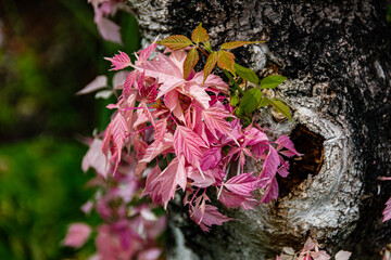 ネグンドカエデ　&rdquo;フラミンゴ&rdquo;