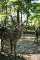 Naklejka na ściany i meble Closeup of Japanese spotted deer on the green field. Spring 2023 Japan, Nara Park. Wild animals in the nature