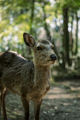 Closeup of Japanese spotted deer on the green field. Spring 2023 Japan, Nara Park. Wild animals in the nature