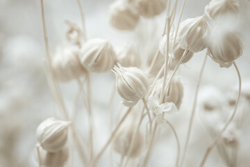 Beige small tiny dried romantic wedding bunch of flowers buds on blur neutral background  macro
