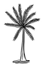 Ink sketch of palm tree. Hand drawn vector illustration. Isolated on white background.
