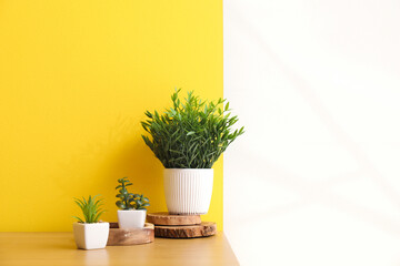 Artificial plants on table near color wall