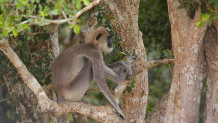 squirrel in the tree, wild animal monkey sit on tree in jangle, naturel wild life portrait , 