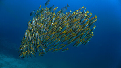 Artistic underwater photo of schools fish in the deep blue sea.