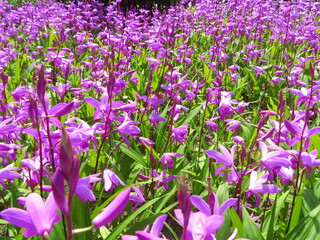 シラン（紫蘭）の花